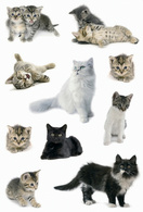 HERMA Sticker DECOR Katzenfotos