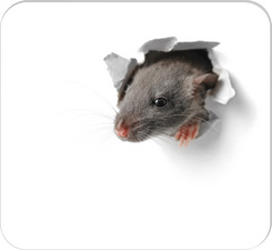 RNK Verlag Mousepad Block Lama, 240 x 220 mm, 30 Blatt